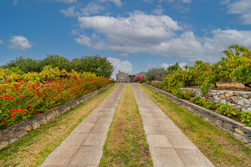 Way to the finca